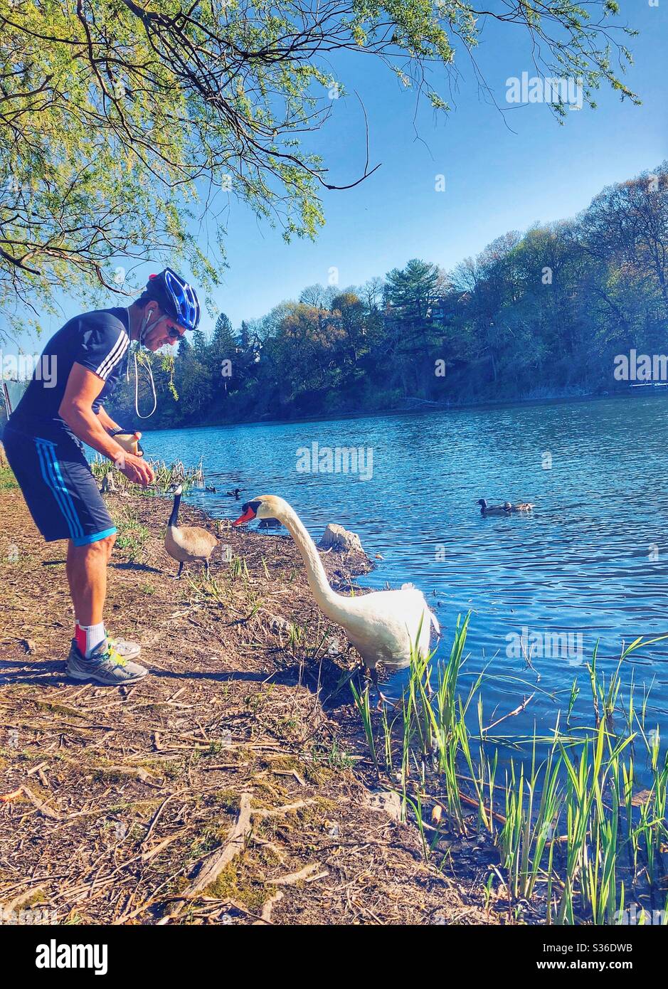 Un homme qui nourrit un cygne. Banque D'Images