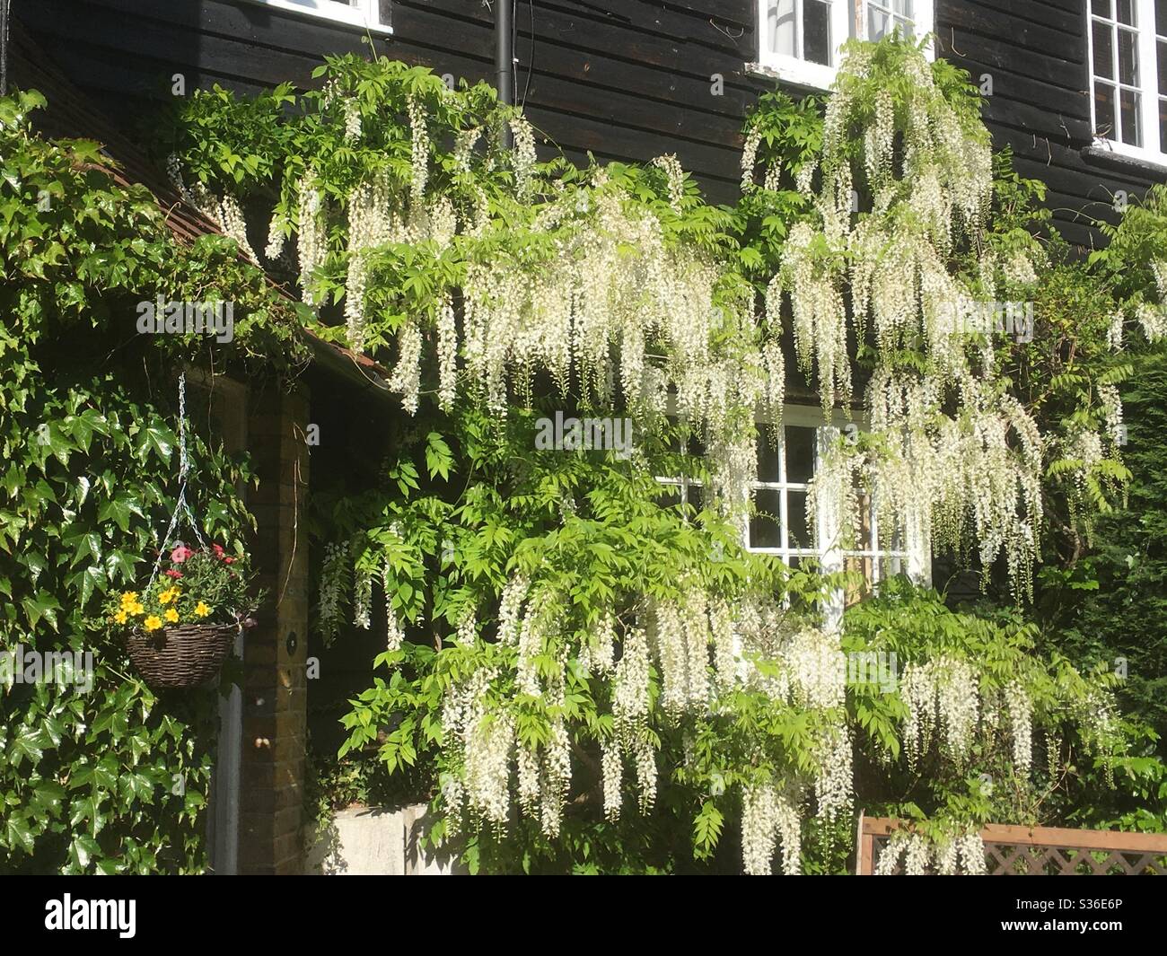 White Wisteria- Wisteria floribunda par maison de campagne, Hertfordshire Banque D'Images