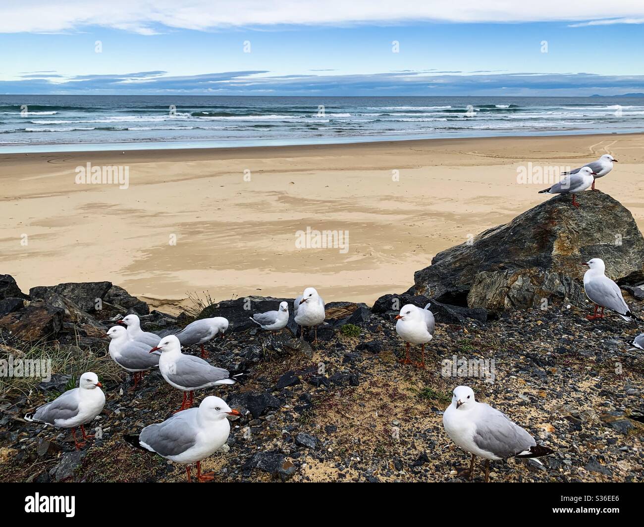 Famille de mouettes au bord de la mer - Image de stock capturée avec un smartphone