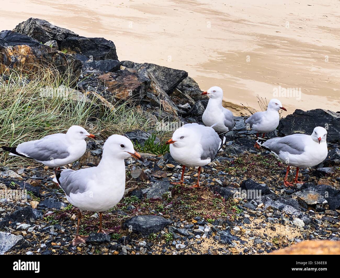 Le troupeau de caucus, les oiseaux, les mouettes, attendant sur quelques rochers près de la plage de sable - Image de stock capturée avec un smartphone