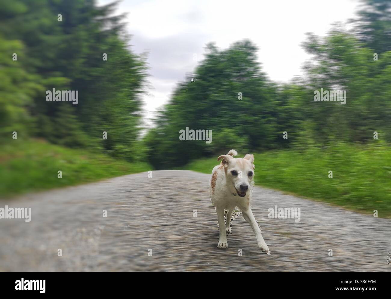 Jack Russell Terrier enthousiaste, qui se dirige vers la caméra Banque D'Images