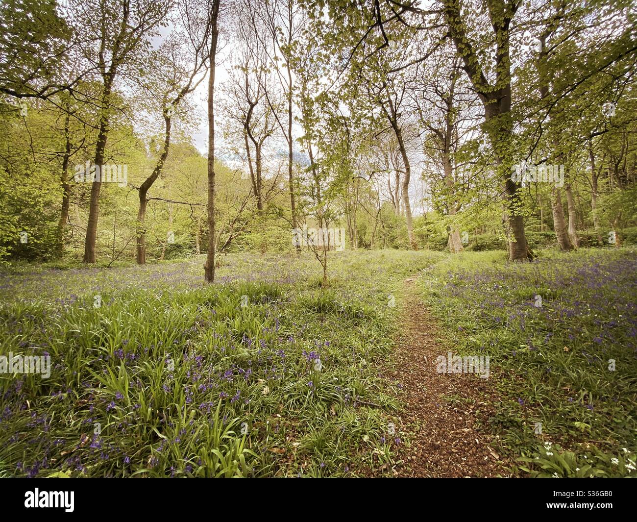 Mûrir les arbres dans une forêt rurale britannique pendant l'heure d'or avec une lueur chaude. Treescape naturelle. Sentier pittoresque dans les bois avec des cloches et des fleurs sauvages à côté de vieux troncs. Prairie forestière - Image de stock capturée avec un smartphone