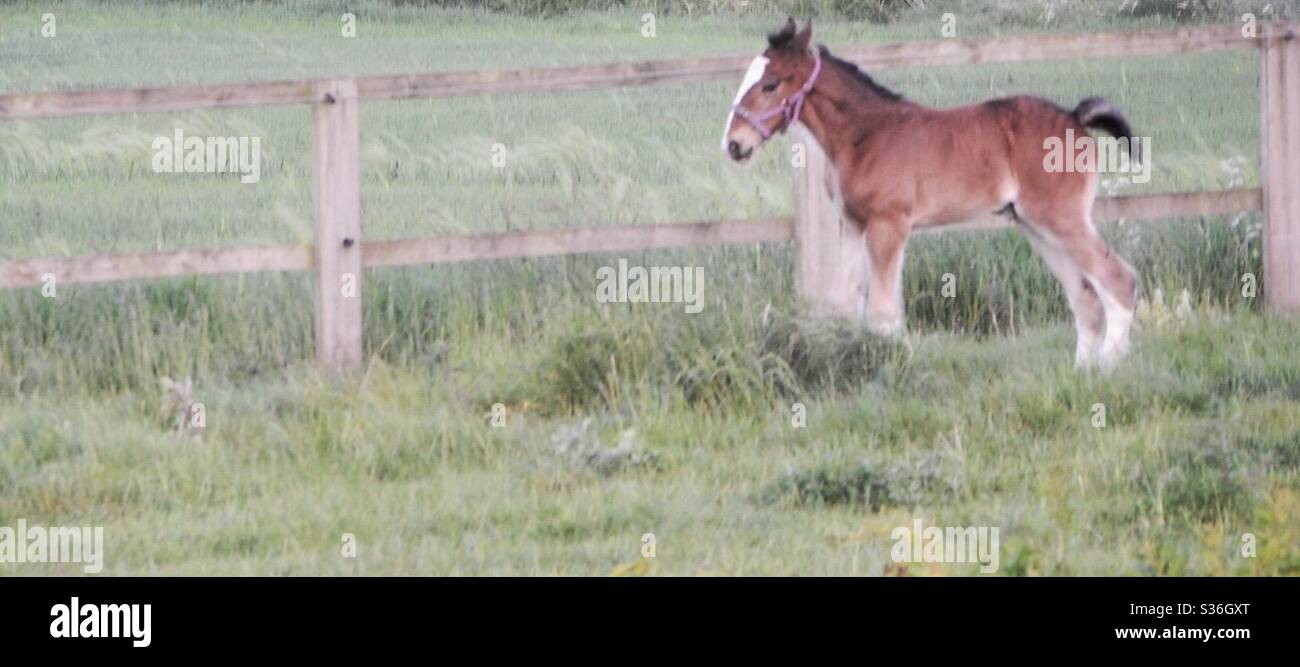 Une photo de foal a été prise à Wakefield Banque D'Images