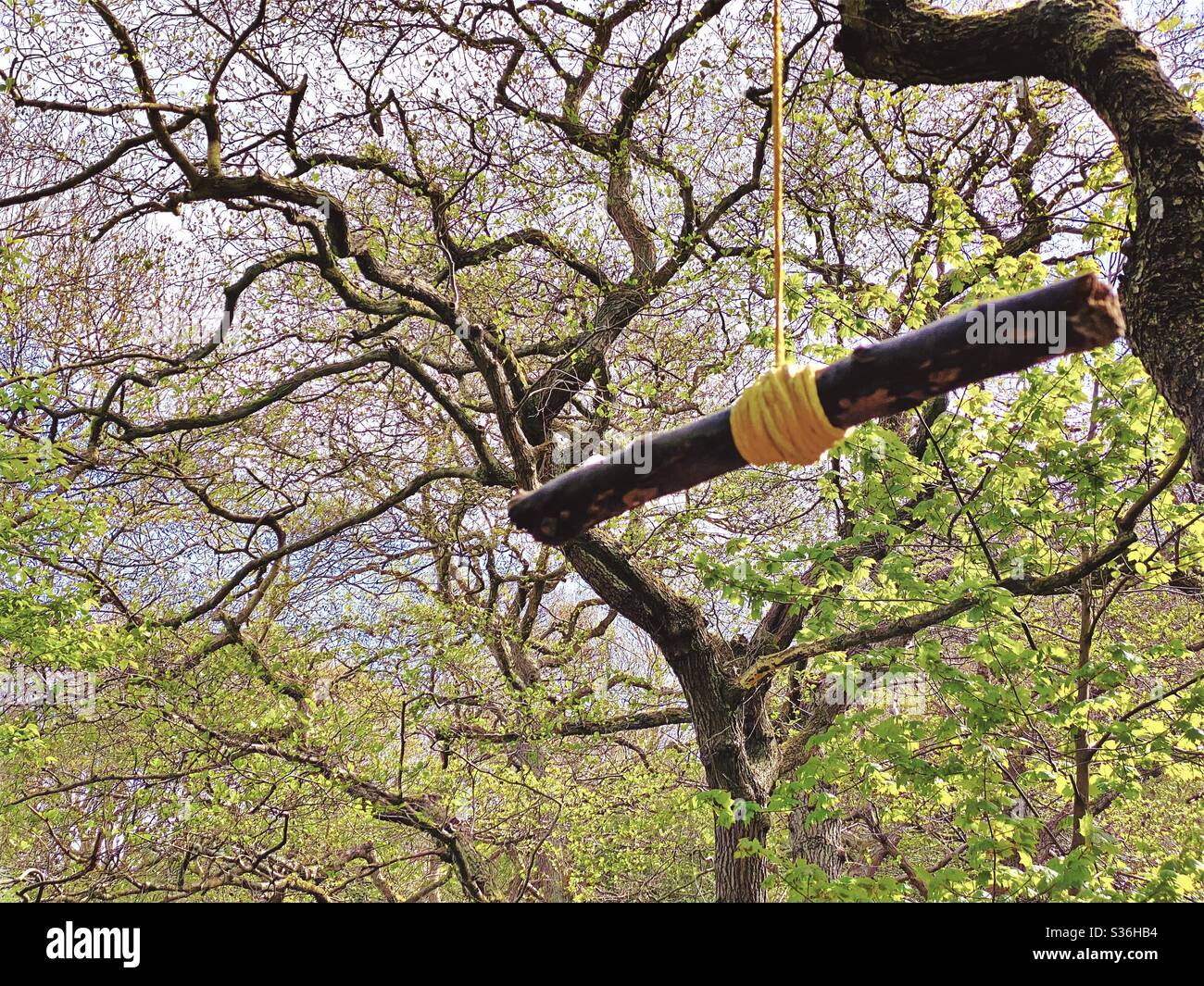 Gros plan sur une balançoire à corde suspendue aux branches d'un arbre mûr  dans une forêt. Un petit bâton est attaché avec un nœud comme une poignée  pour balancer au-dessus de la
