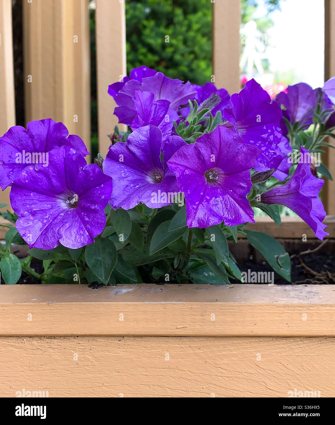 DUBUQUE, IOWA, le 24 mai 2020 – photo en gros plan de pétunias violets trempés de pluie dans un planteur, le jour du printemps, très ensoleillé. Banque D'Images