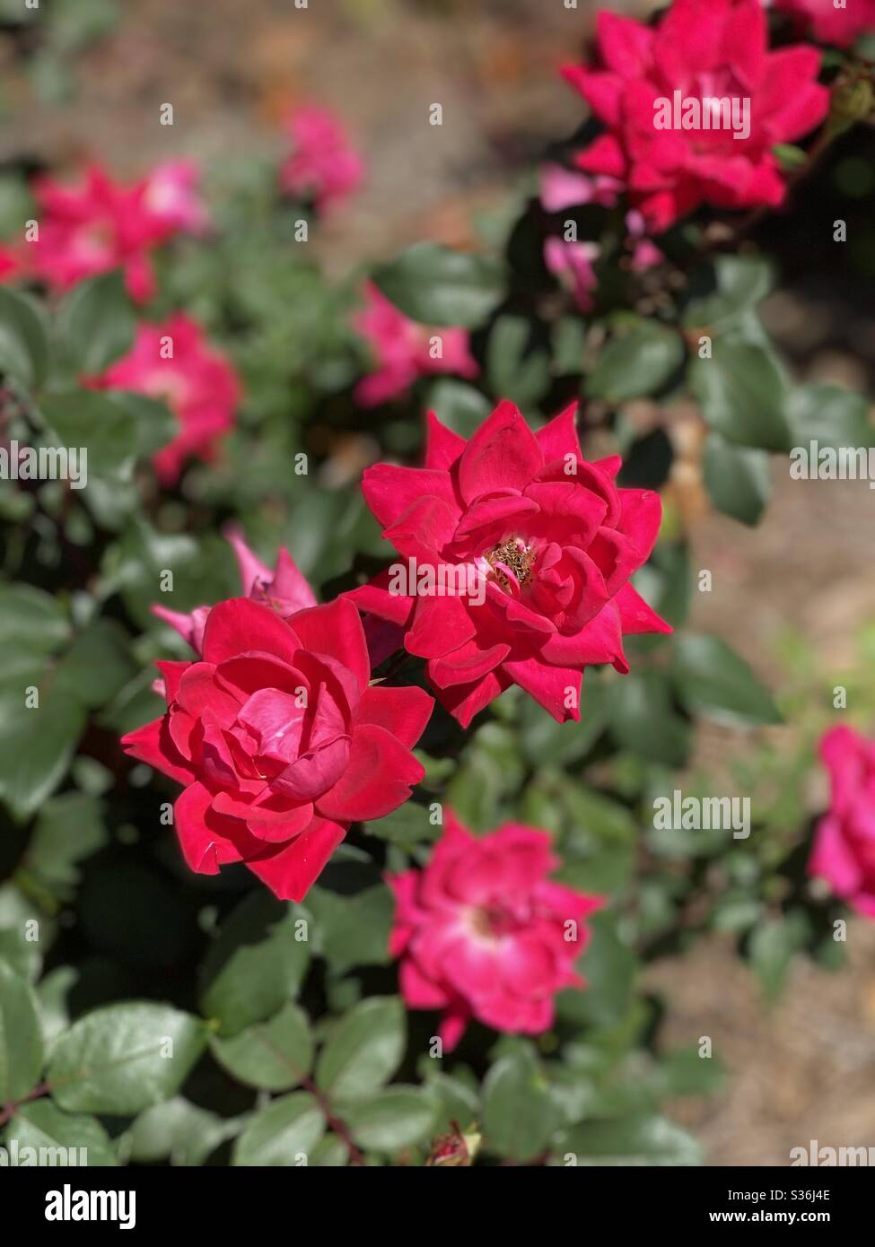 Rose rouge en pleine floraison Banque D'Images