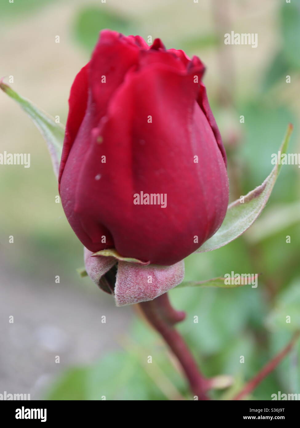 En fleur rose rouge - Image de stock capturée avec un smartphone
