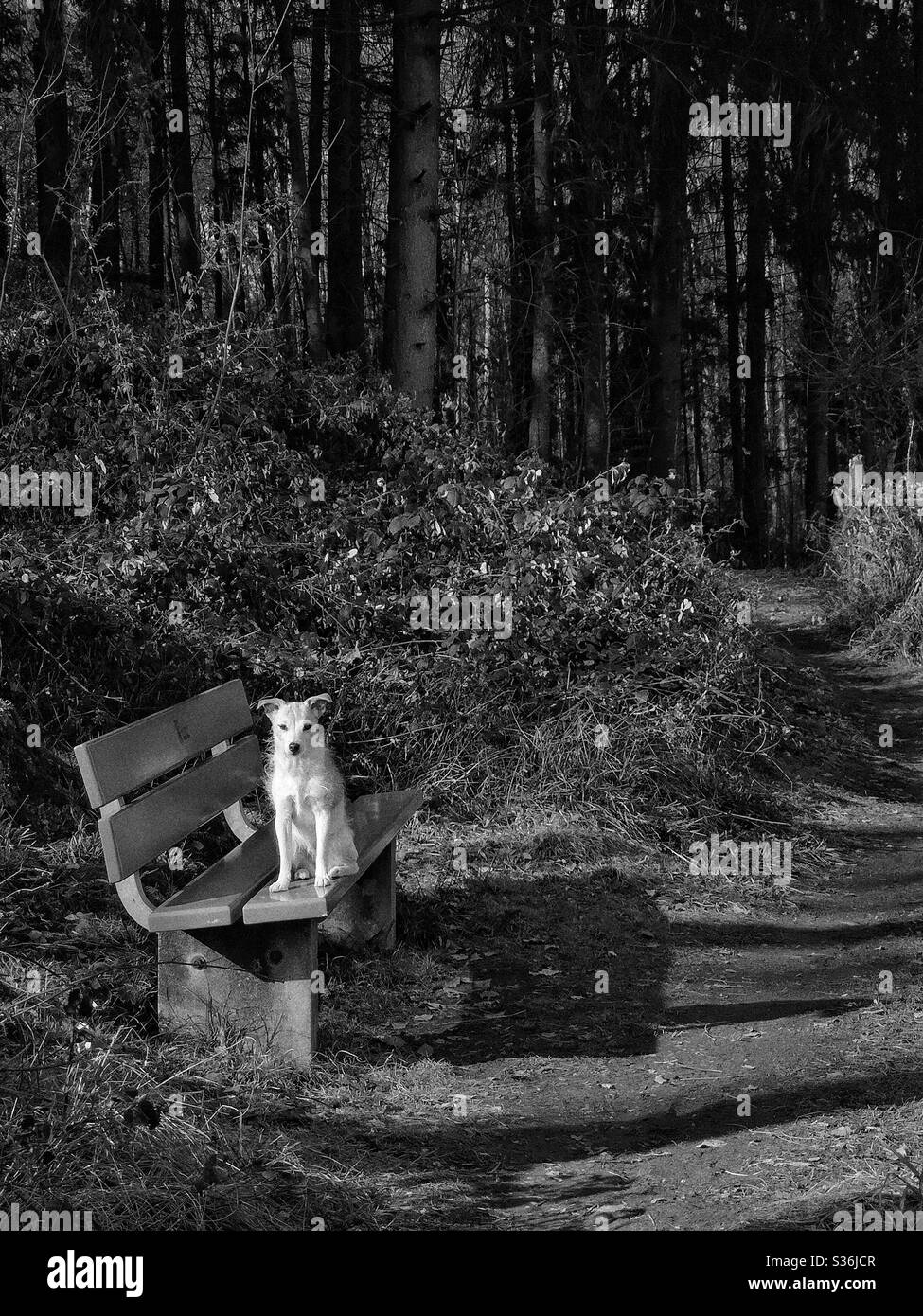 Joli terrier Jack Russell sur banc en bois Banque D'Images