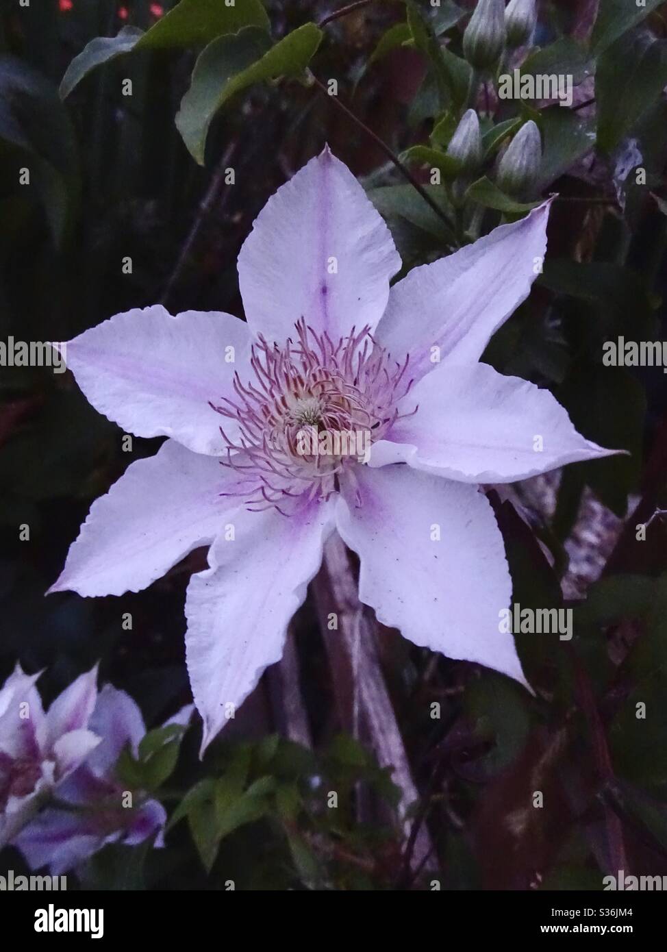 Délicate fleur de clématis roses dans le jardin au crépuscule Banque D'Images