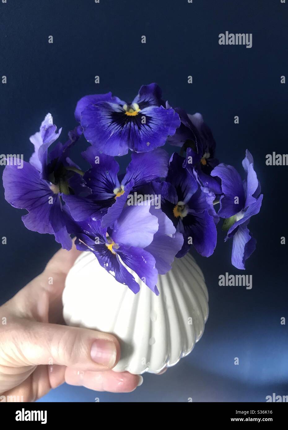 Main tenant un vase rempli de pansies bleues Banque D'Images