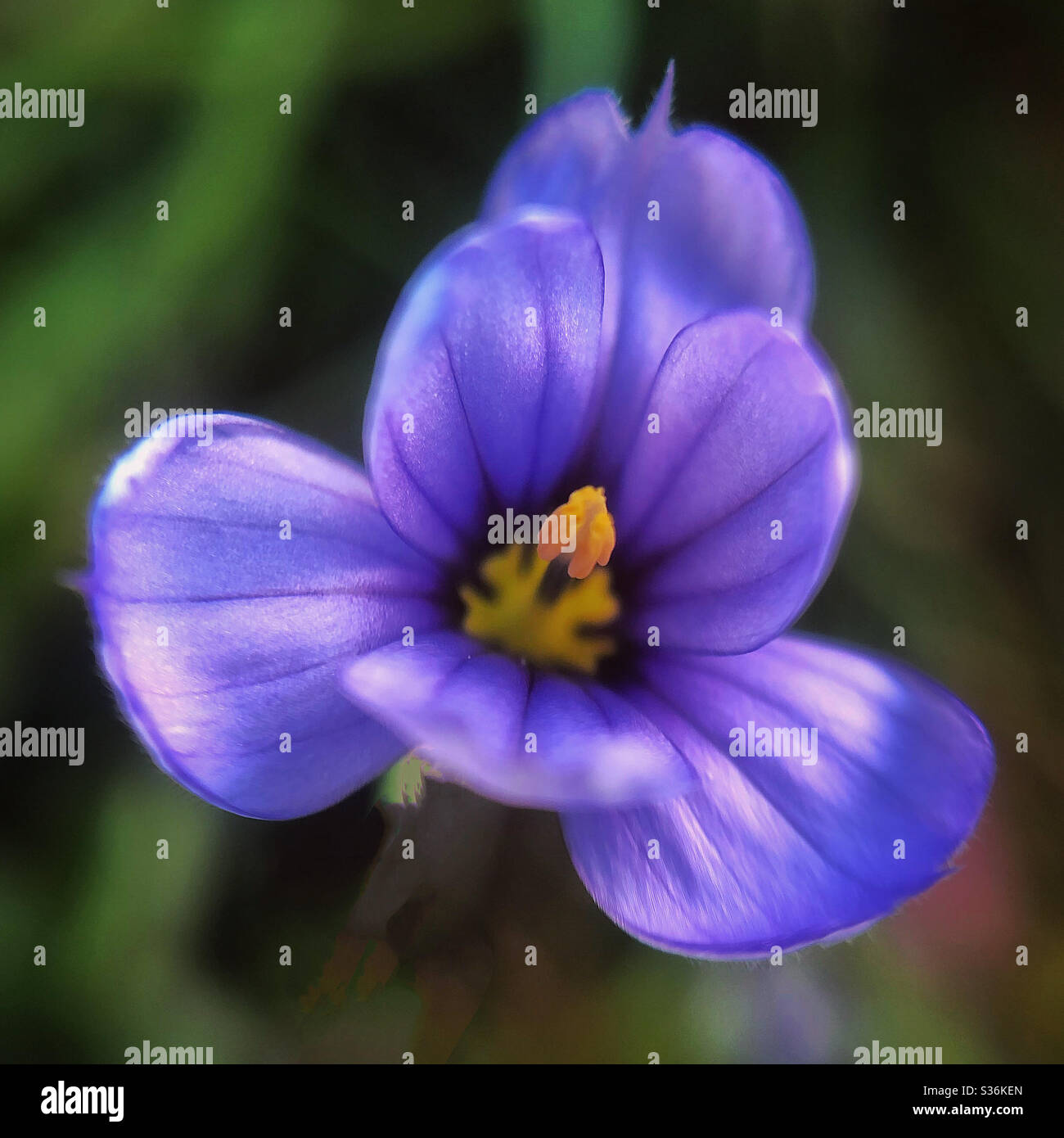 Herbe à œil bleu à feuilles étroites en fleur Banque D'Images