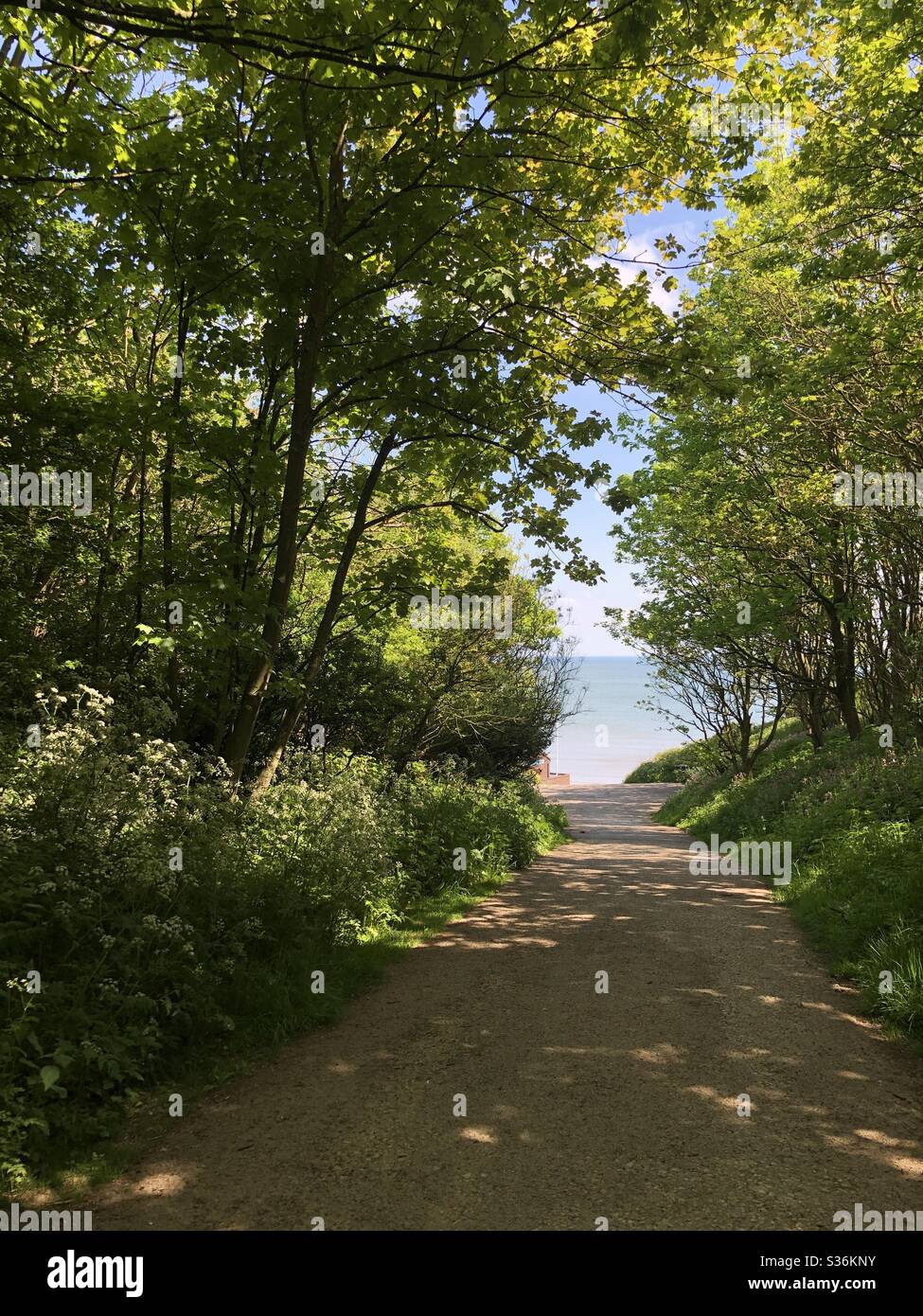 Chemin ombragé menant à la mer Banque D'Images
