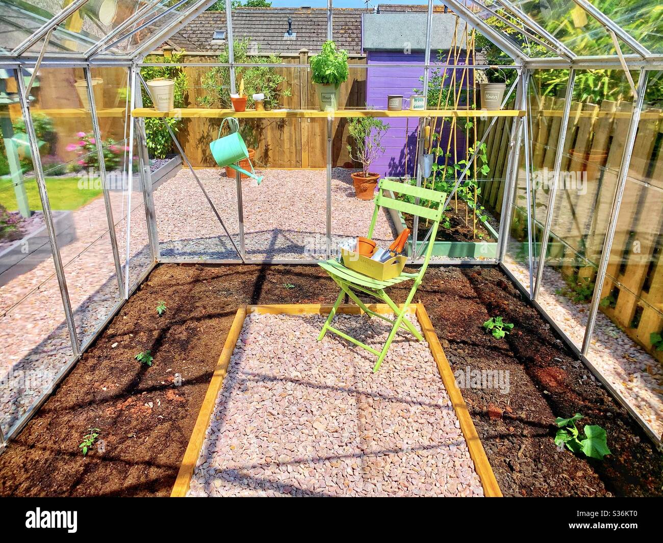 Printemps dans la serre. Une serre nouvellement plantée avec une chaise verte et arrosoir. De jeunes plants de tomates et de concombres sont dans le sol. Banque D'Images