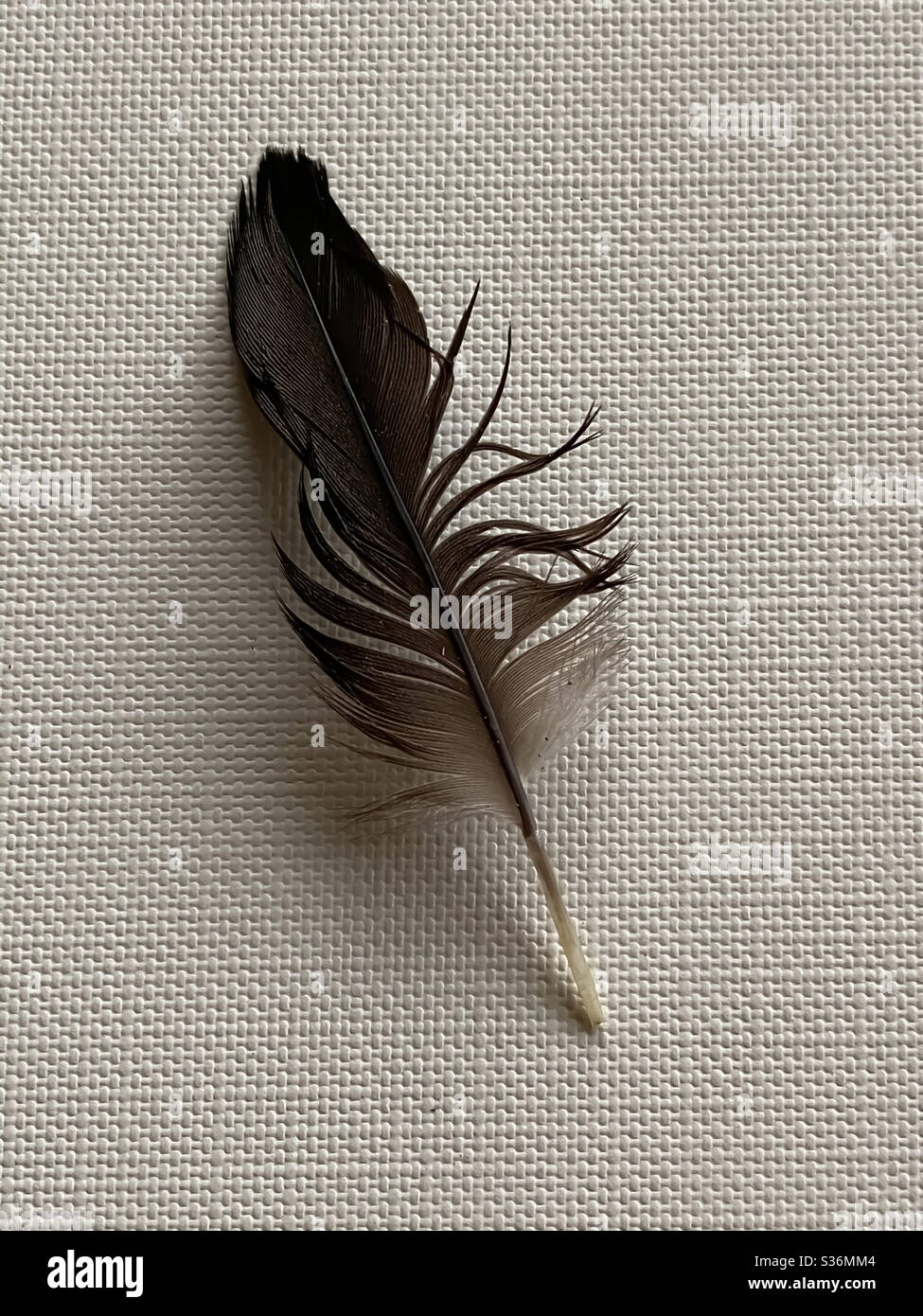 La vie d'une plume d'oiseau brun foncé sur un fond de toile - Image de stock capturée avec un smartphone