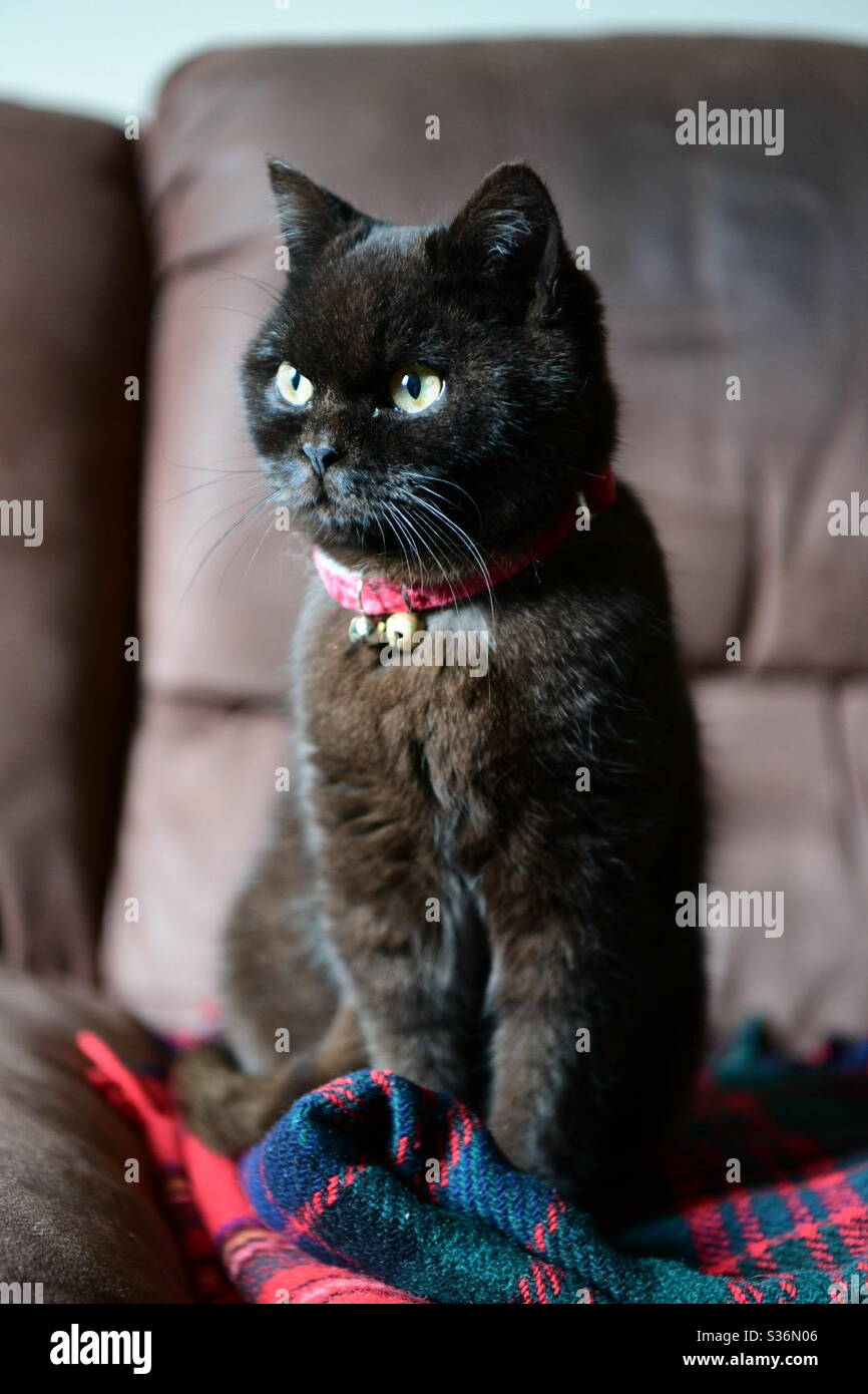 Chocolat Noir Shorthair Chat Britannique Photo Stock Alamy