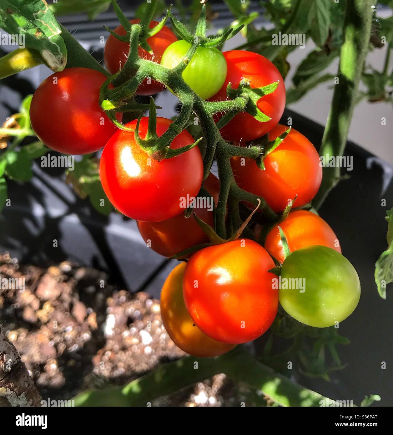 Le mûrissement des tomates cerises sur la vigne - Image de stock capturée avec un smartphone