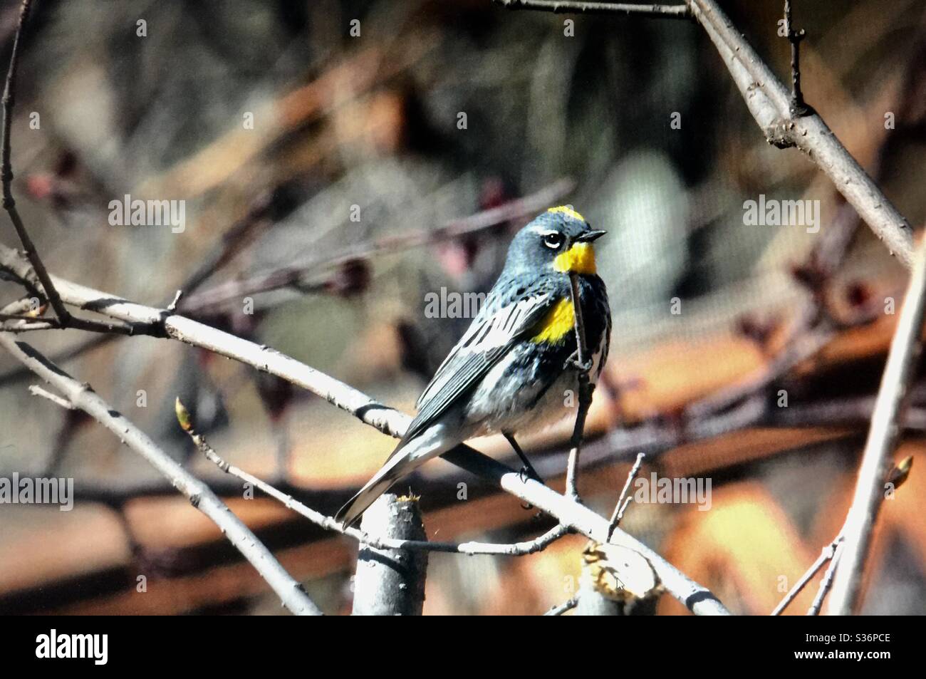 Paruline à rumpeed jaune, Setophaga coronata, oiseaux d'Amérique du Nord, photographie de cour arrière, jaune Banque D'Images Paruline à rumpeed jaune, Setophaga coronata, oiseaux d'Amérique du Nord, photographie de cour arrière, jaune Banque D'Images