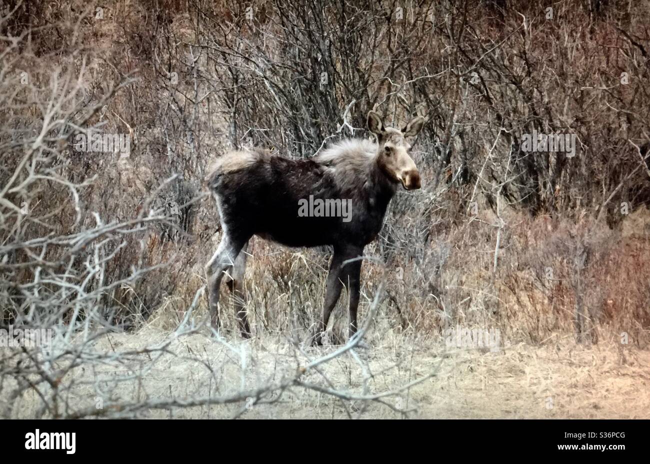 Orignal - Alces americanus, faune américaine, faune du Canada, Alberta Banque D'Images Orignal - Alces americanus, faune américaine, faune du Canada, Alberta Banque D'Images