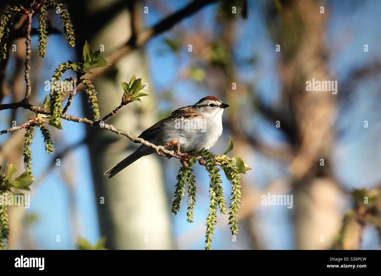 Bruant à chipping, Spizella passerina, oiseaux de. Amérique du Nord, photographie de jardin Banque D'Images Bruant à chipping, Spizella passerina, oiseaux de. Amérique du Nord, photographie de jardin Banque D'Images