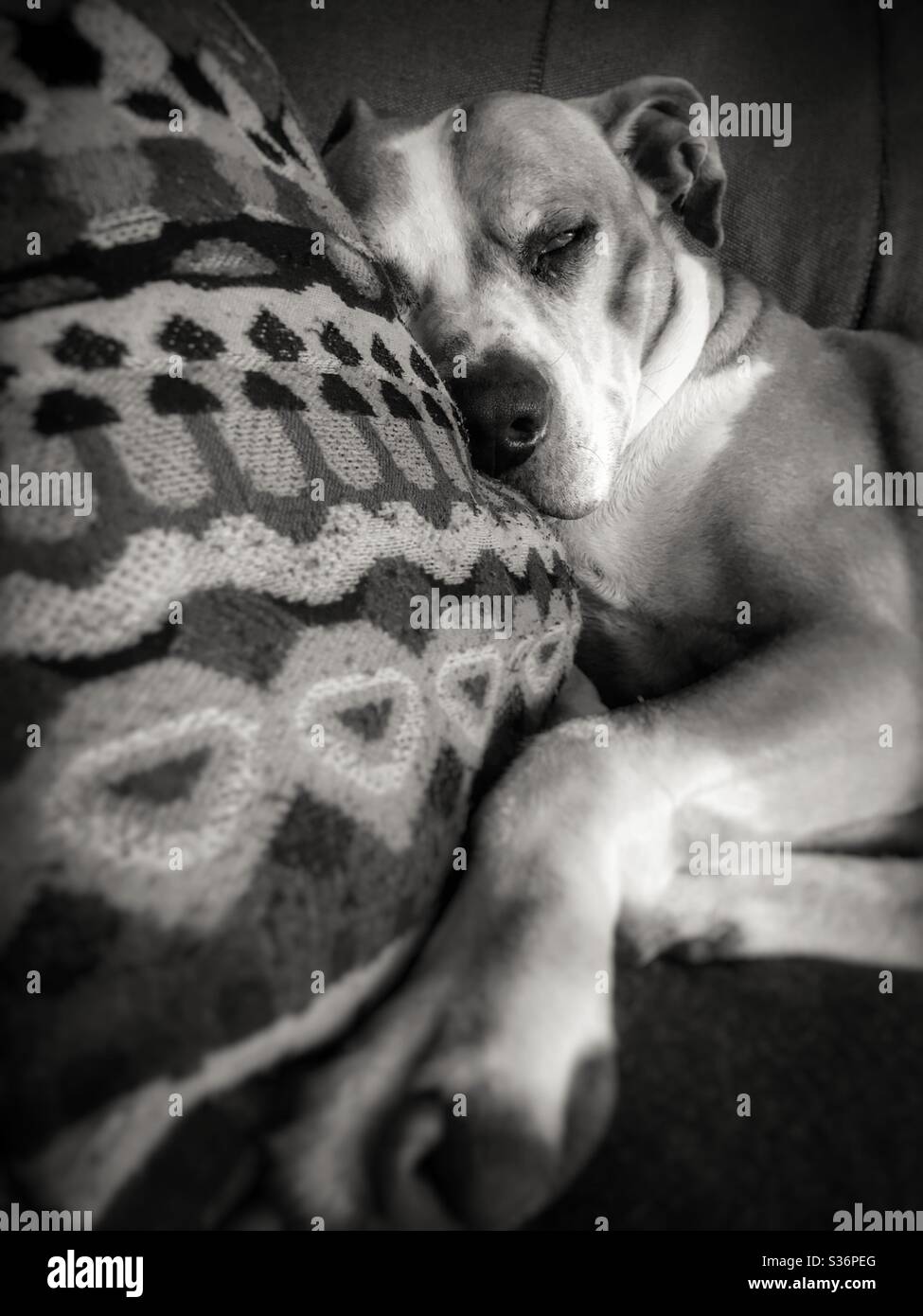 Image en noir et blanc d'un grand chien qui dormait sur un oreiller de canapé Banque D'Images