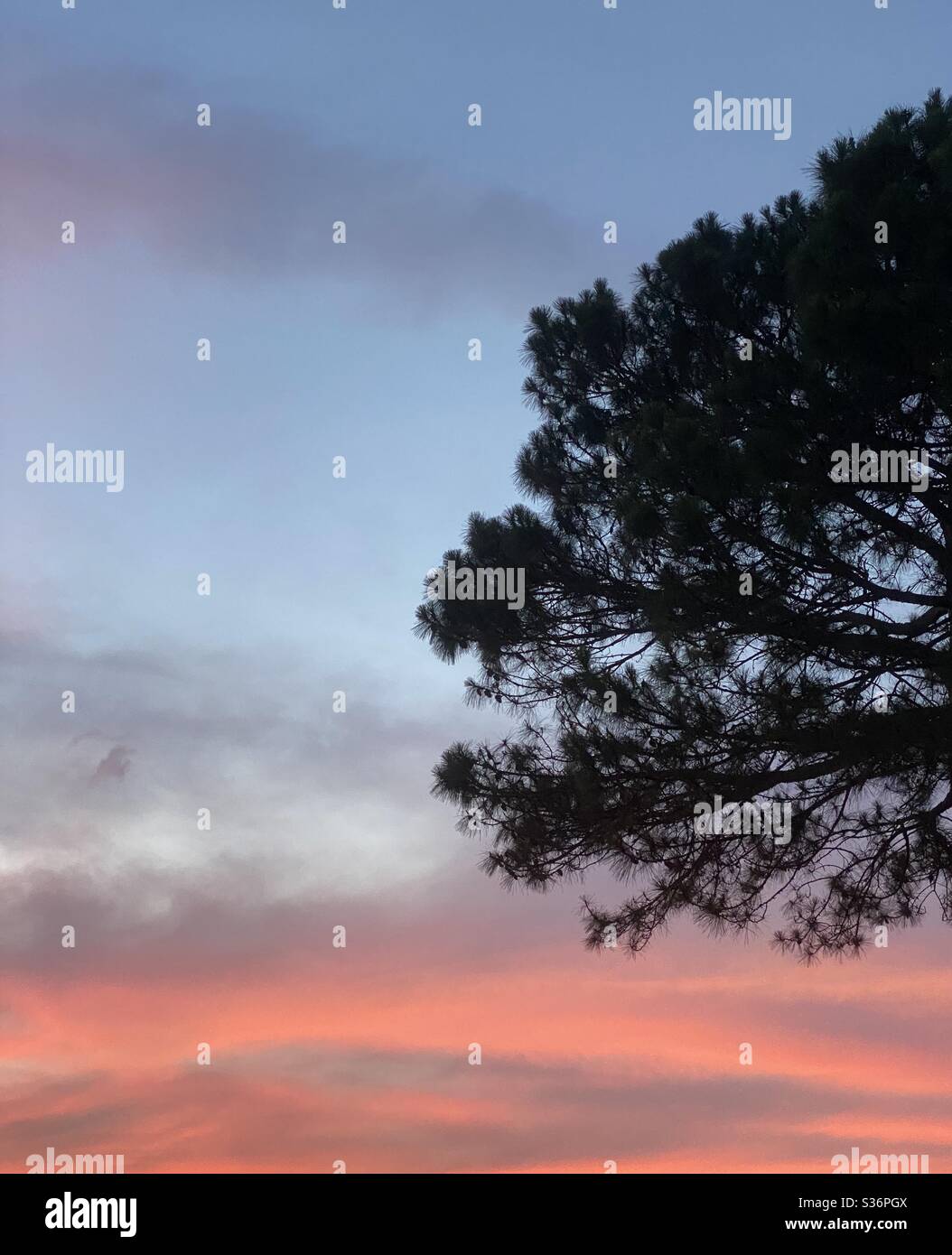 Ciel doux et coloré au coucher du soleil avec silhouette de pins Banque D'Images