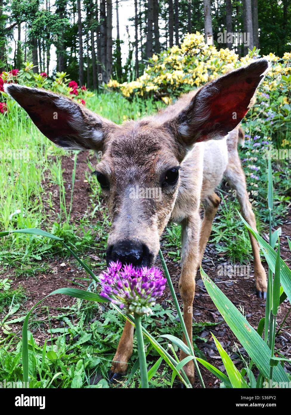 Un cerf sentant une fleur pourpre. Banque D'Images