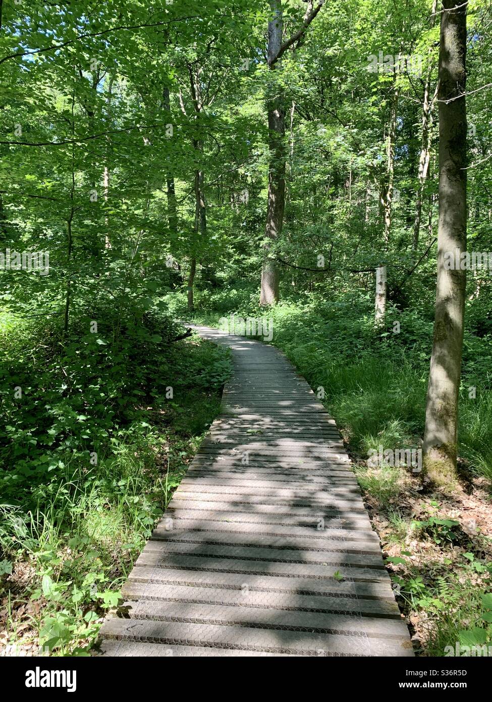 Une forêt de contes de fées avec un chemin en bois Banque D'Images