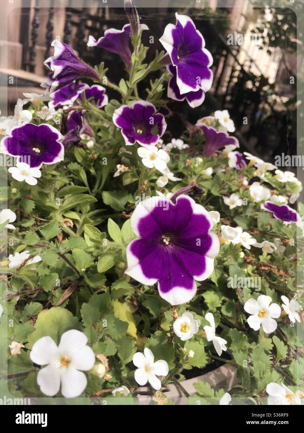 Un pot de fleurs de pétunias violets et blancs orne les marches avant d'une pierre à friches dans Midtown Manhattan, NYC, USA - Image de stock capturée avec un smartphone