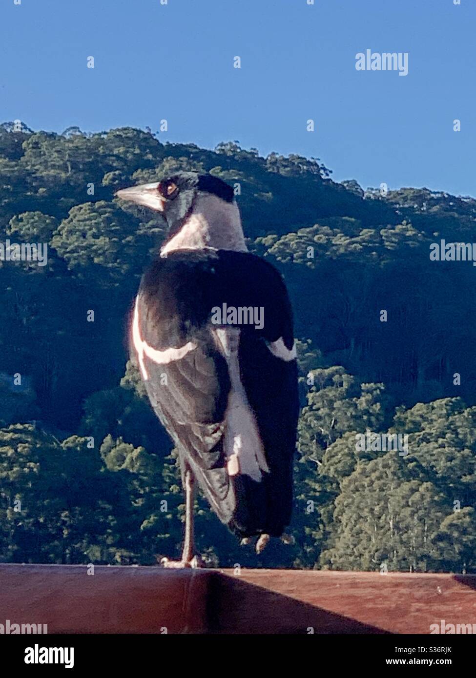 La sentinelle. Magpie, en regardant les collines, de derrière - Image de stock capturée avec un smartphone