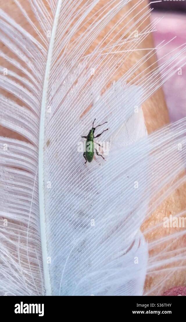 Un petit insecte vert rampant sur une plume blanche. Banque D'Images