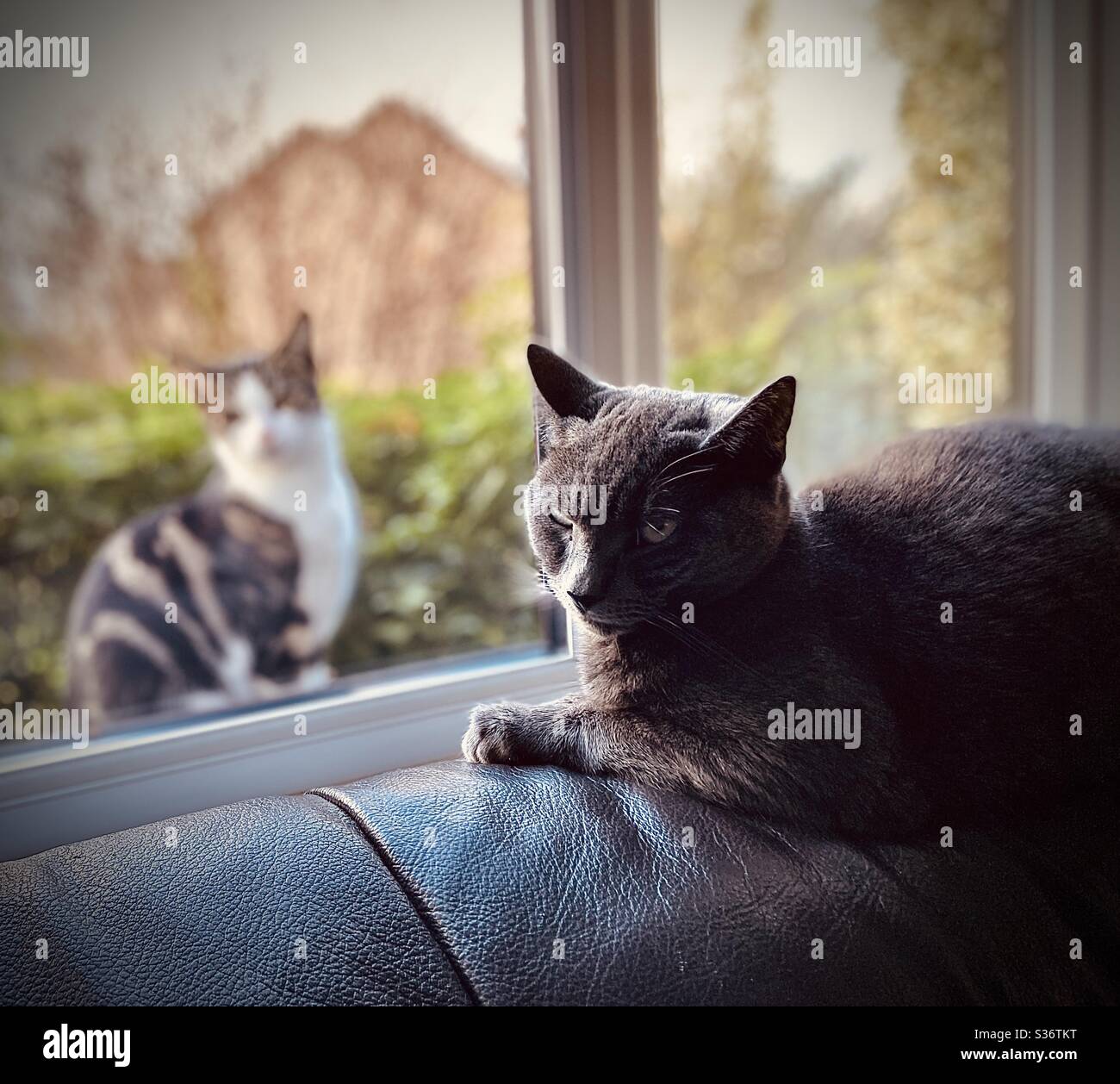 Chat Assis Sur Un Canape Comme L Autre Chat Regarde Par La Fenetre Photo Stock Alamy Chat Assis Sur Un Canape Comme L Autre Chat Regarde Par La Fenetre Photo Stock Alamy
