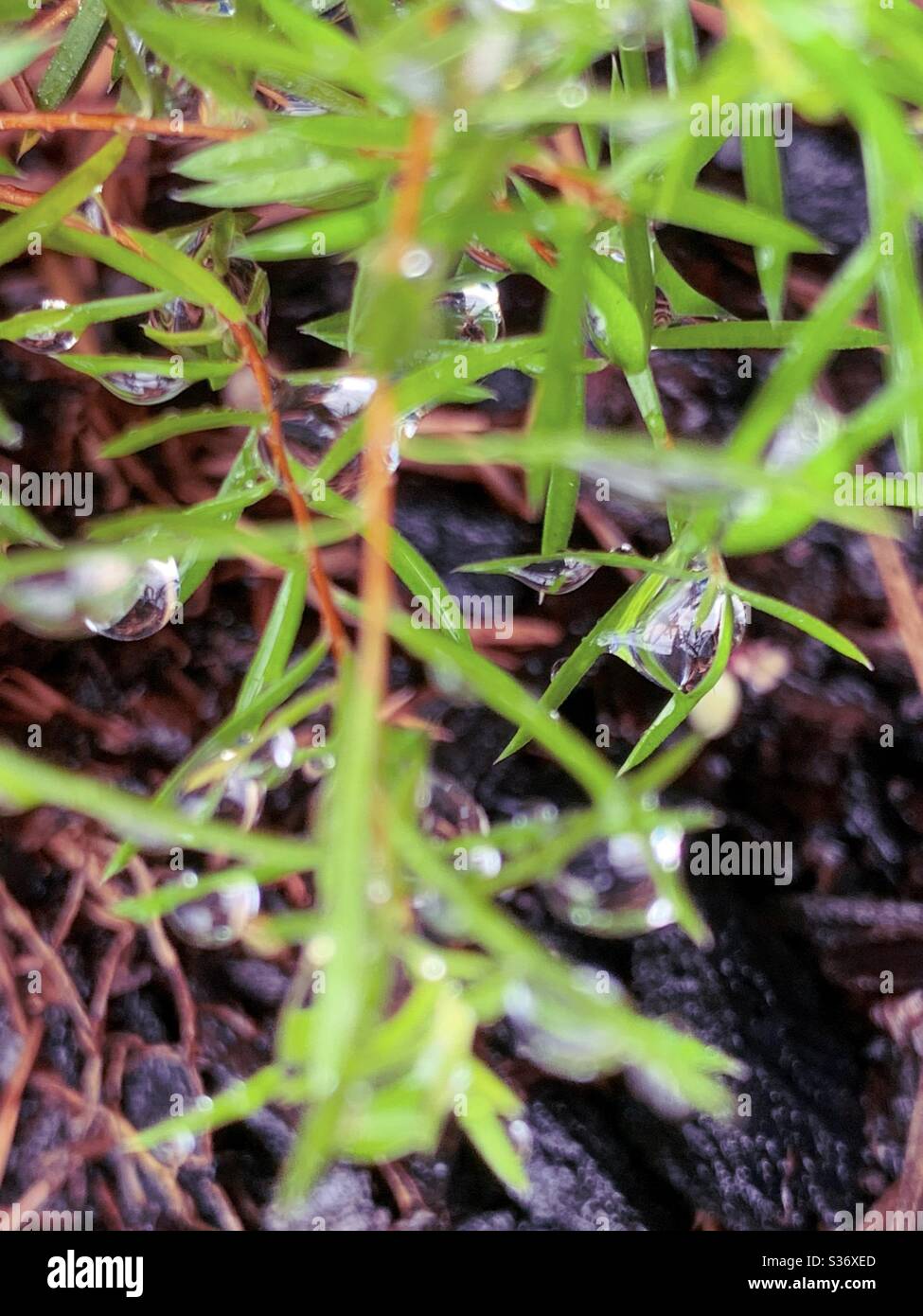 Gouttelettes d'eau vitreux sur la plante Diosma Banque D'Images