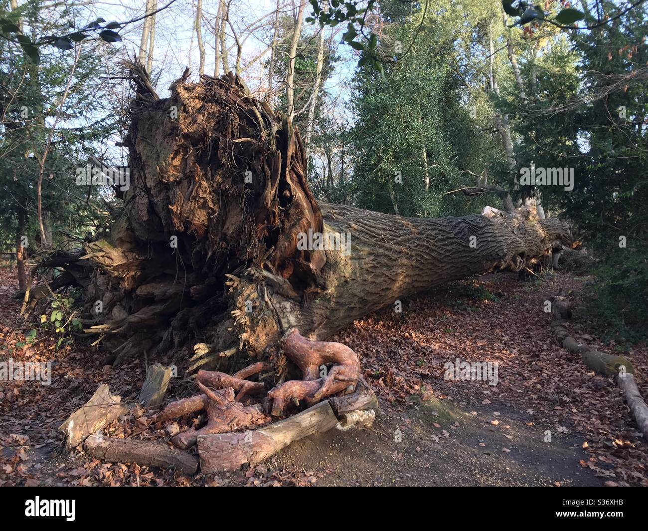Tombé sur le tronc et les racines de l'arbre Banque D'Images