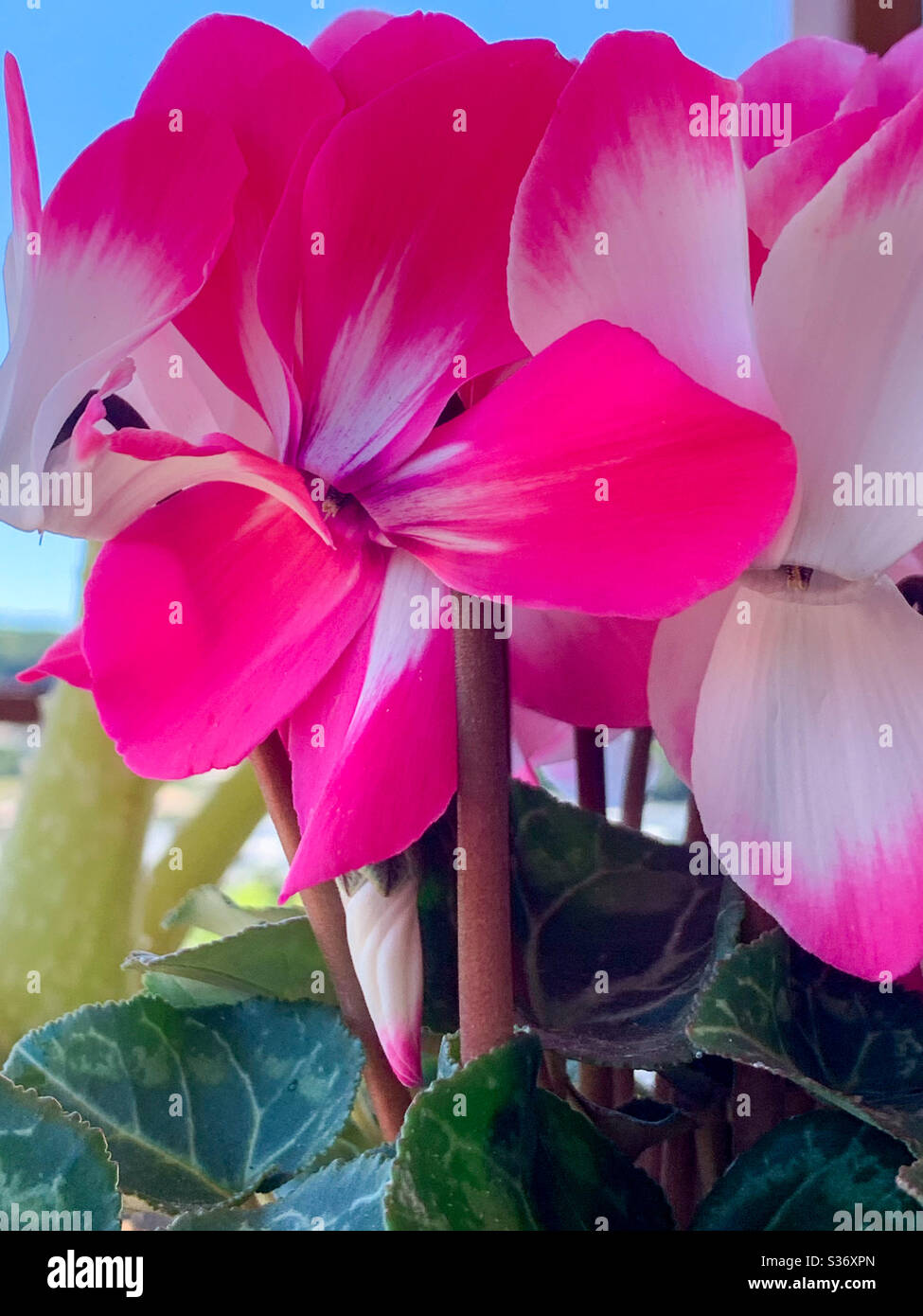 Magnifique Cyclamen blanc et rose chaud - Image de stock capturée avec un smartphone
