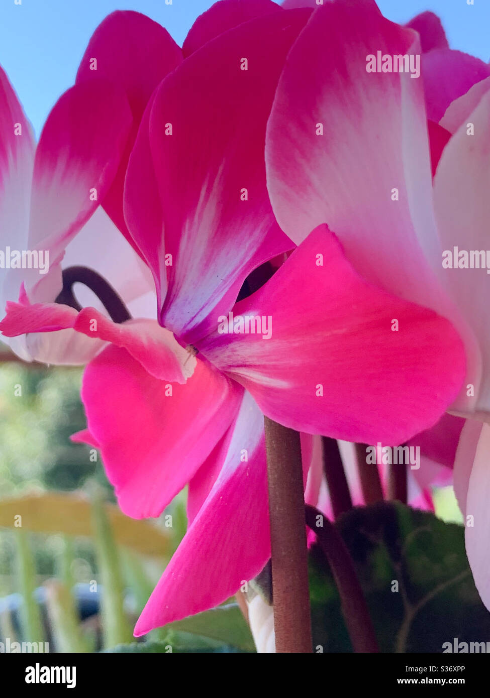 Cyclamen rose vif et blanc fleurs - Image de stock capturée avec un smartphone