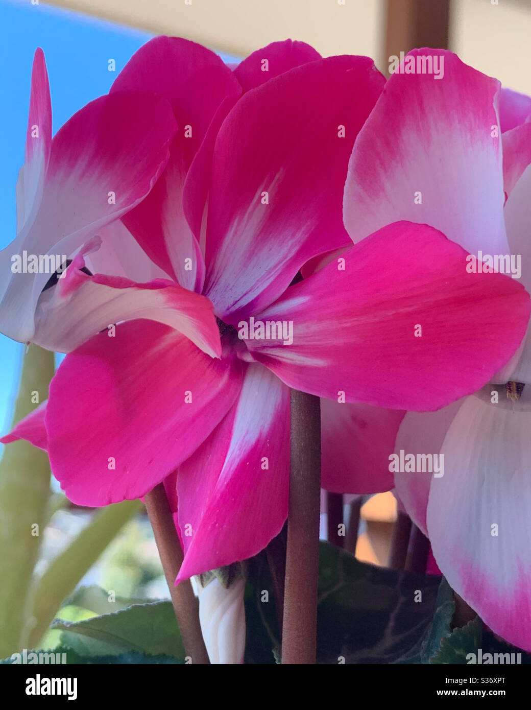 Fleurs Cyclamen rose chaud - Image de stock capturée avec un smartphone