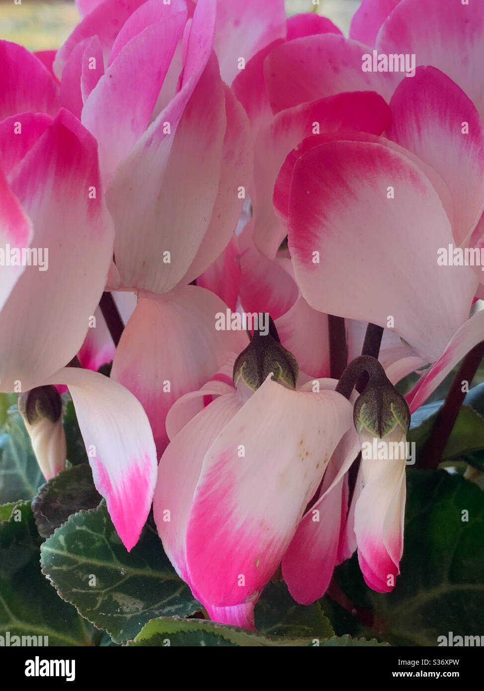 Fleurs et bourgeons de cyclamen, roses et blancs - Image de stock capturée avec un smartphone