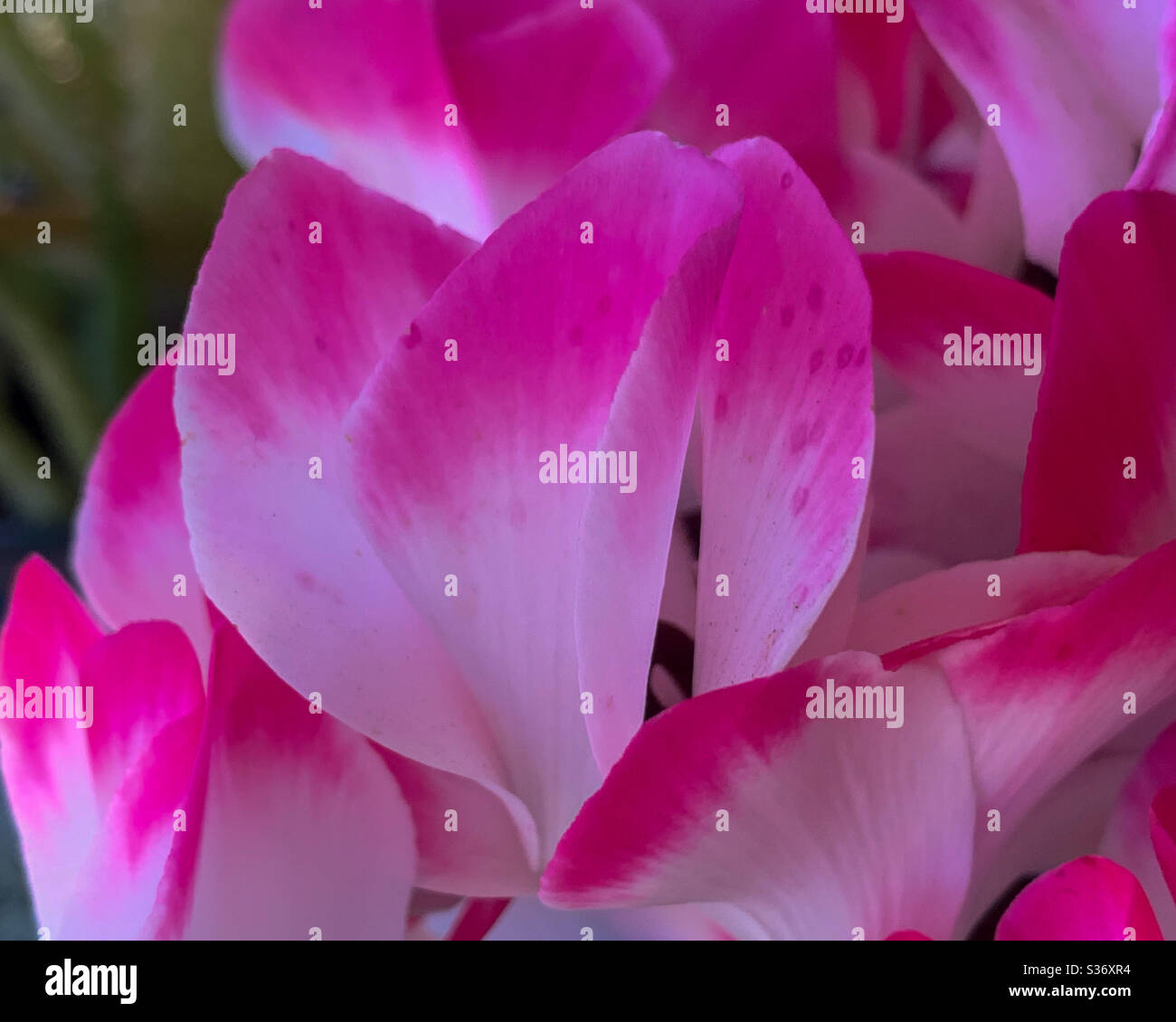 Pétales rose chaud - Image de stock capturée avec un smartphone