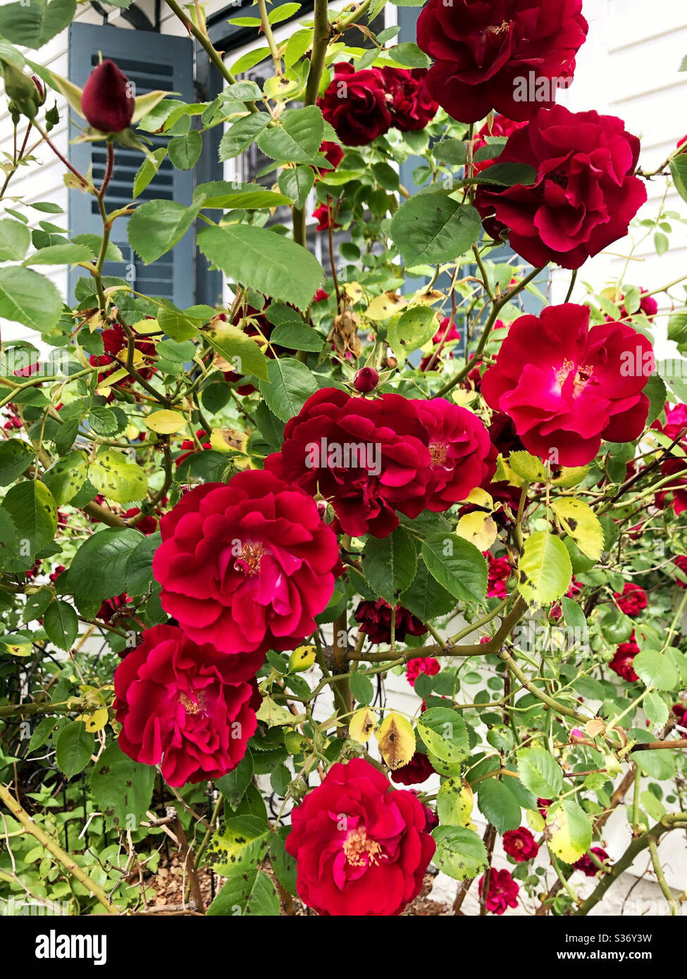 Roses rouges le long d'une Maison Blanche avec obturateur bleu-gris en été - Image de stock capturée avec un smartphone