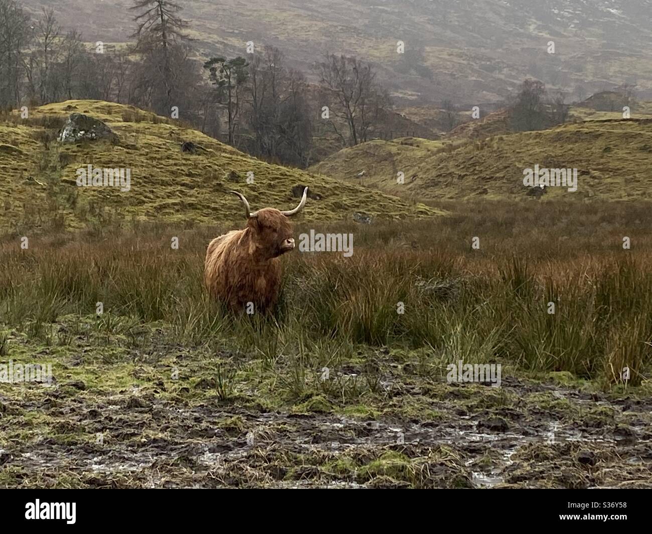 Heiland Cow descend la colline boueuse. Banque D'Images