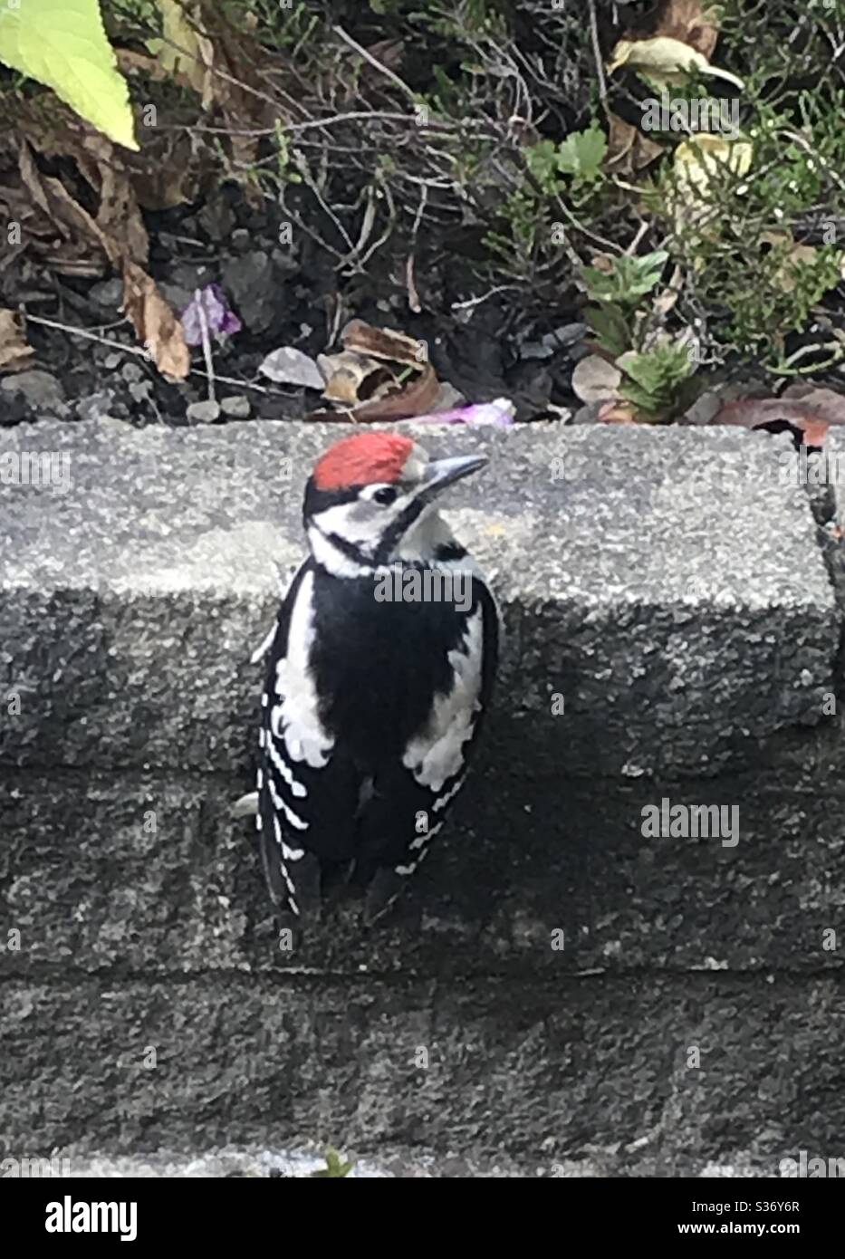 Pic à pois (Dendrocopos Major) Banque D'Images