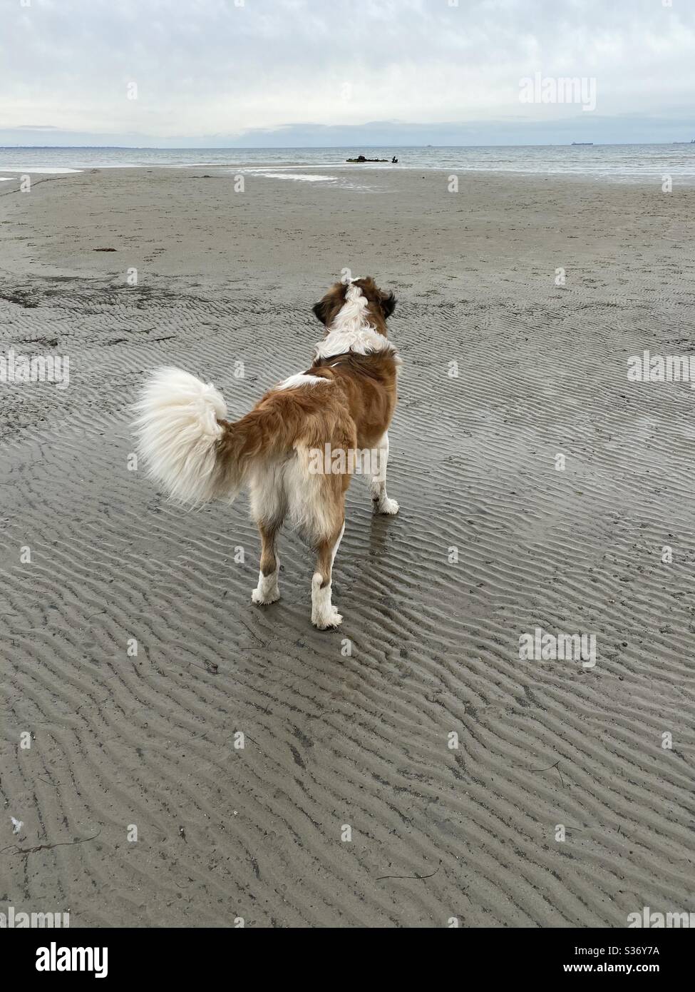 Une pause rapide avant de s'arrêter dans l'eau. Banque D'Images