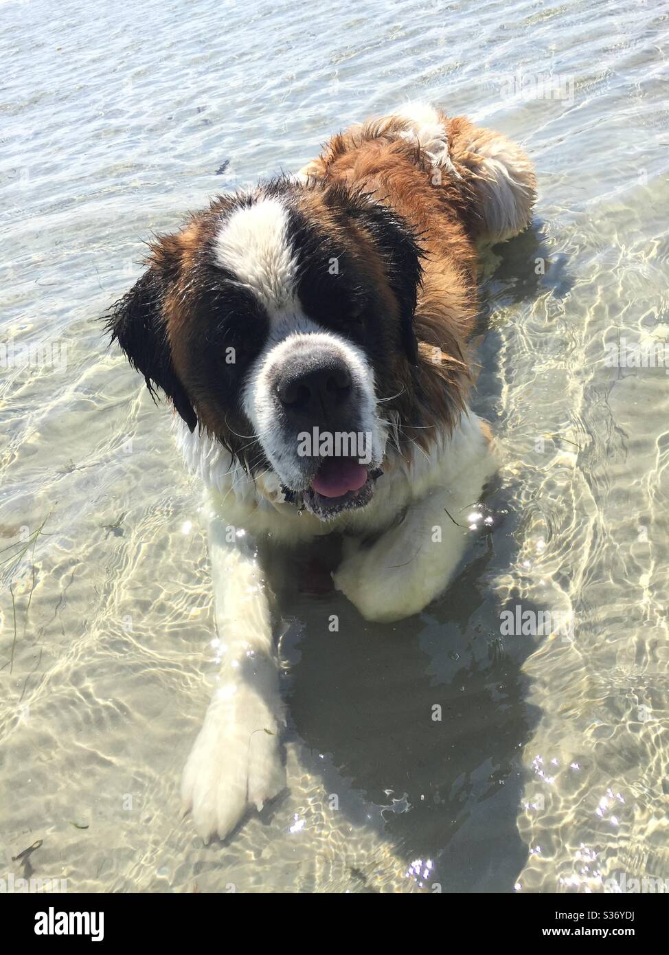 Juste un chien qui se rafraîchte à la plage Banque D'Images