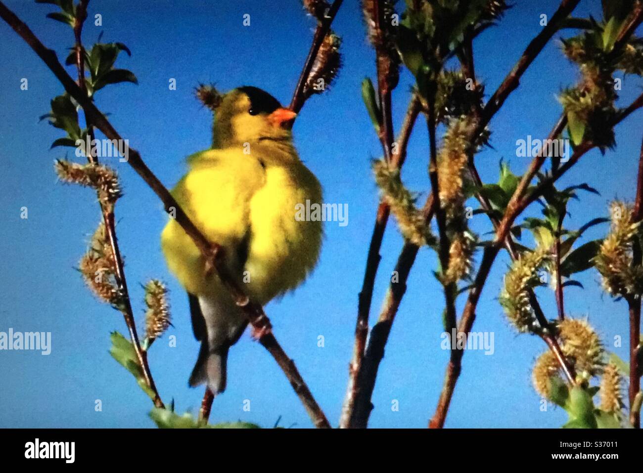 Goldfinch américain, Spinus tristis, oiseaux nord-américains. Jaune, compositeur, nature, faune Banque D'Images Goldfinch américain, Spinus tristis, oiseaux nord-américains. Jaune, compositeur, nature, faune Banque D'Images