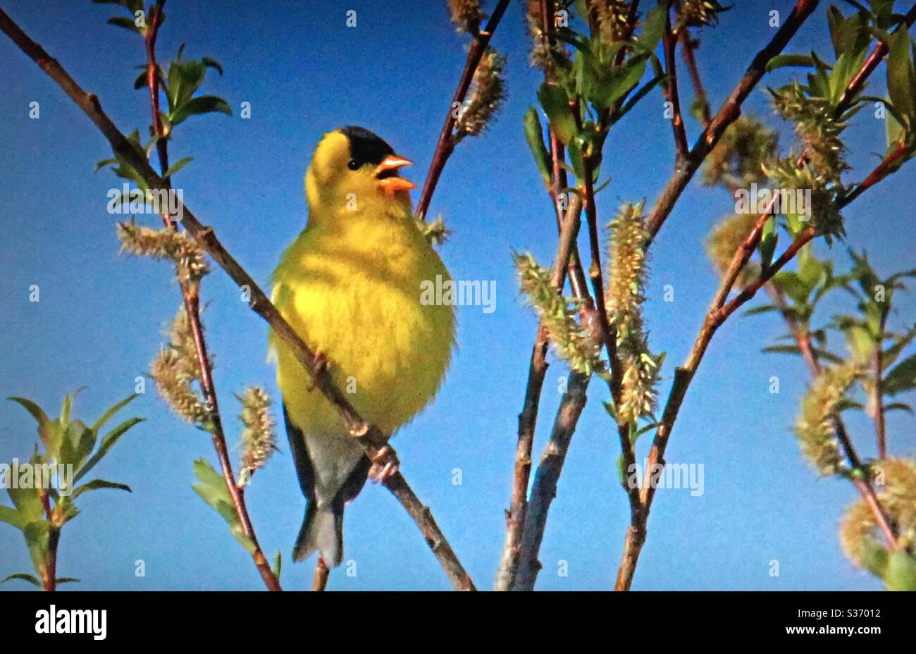 Goldfinch américain, Spinus tristis, oiseaux nord-américains. Jaune, compositeur, nature, faune Banque D'Images Goldfinch américain, Spinus tristis, oiseaux nord-américains. Jaune, compositeur, nature, faune Banque D'Images