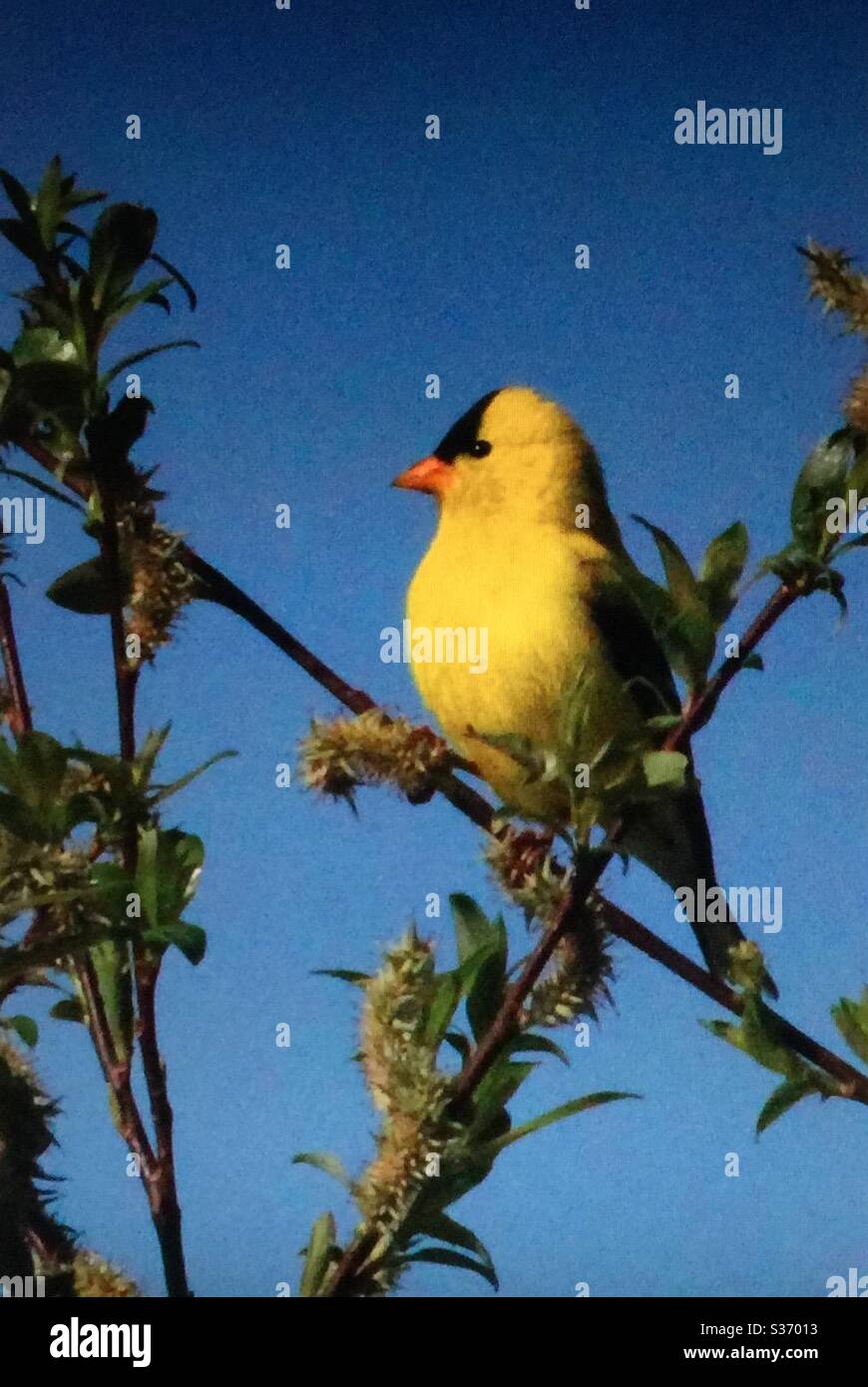 Goldfinch américain, Spinus tristis, oiseaux nord-américains. Jaune, compositeur, nature, faune Banque D'Images Goldfinch américain, Spinus tristis, oiseaux nord-américains. Jaune, compositeur, nature, faune Banque D'Images