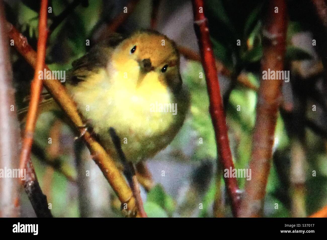 Paruline jaune, Setophaga petéchia, oiseaux nord-américains, Paruline, compositeur, chasseur, nature. Faune Banque D'Images Paruline jaune, Setophaga petéchia, oiseaux nord-américains, Paruline, compositeur, chasseur, nature. Faune Banque D'Images