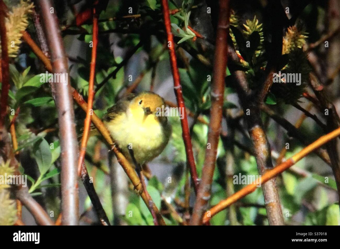 Paruline jaune, Setophaga petéchia, oiseaux nord-américains, Paruline, compositeur, chasseur, nature. Faune Banque D'Images Paruline jaune, Setophaga petéchia, oiseaux nord-américains, Paruline, compositeur, chasseur, nature. Faune Banque D'Images