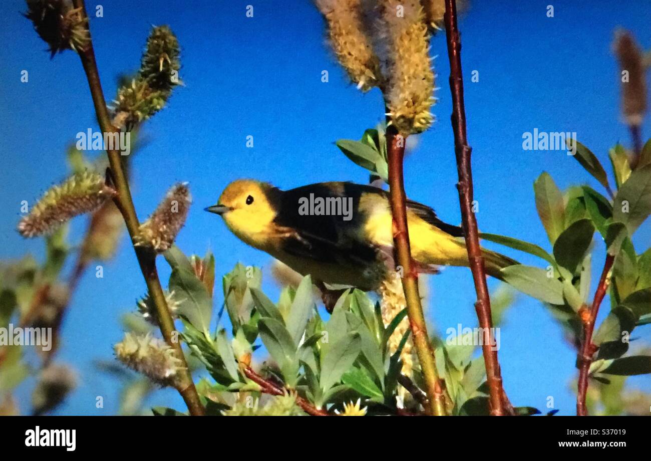 Paruline jaune, Setophaga petéchia, oiseaux nord-américains, Paruline, compositeur, chasseur, nature. Faune Banque D'Images Paruline jaune, Setophaga petéchia, oiseaux nord-américains, Paruline, compositeur, chasseur, nature. Faune Banque D'Images