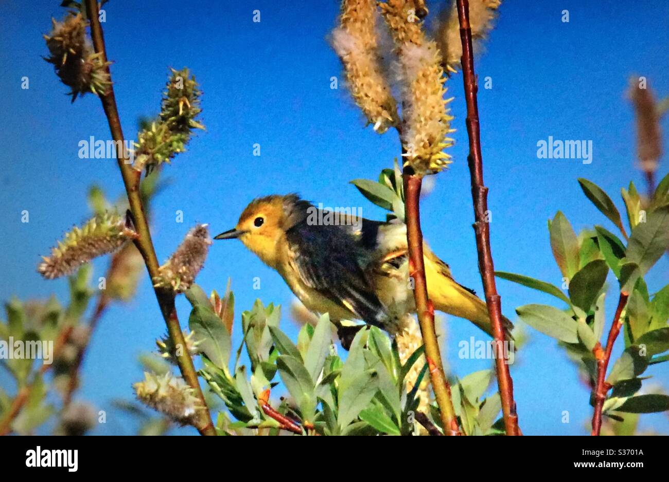 Paruline jaune, Setophaga petéchia, oiseaux nord-américains, Paruline, compositeur, chasseur, nature. Faune Banque D'Images Paruline jaune, Setophaga petéchia, oiseaux nord-américains, Paruline, compositeur, chasseur, nature. Faune Banque D'Images